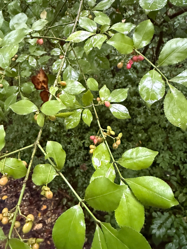 winged euonymus