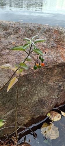bittersweet nightshade