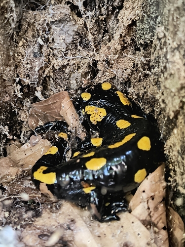 Fire Salamander