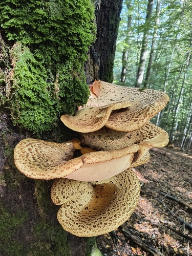 Dryad's Saddle