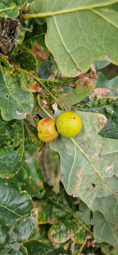 Cherry Gall Wasp