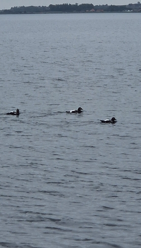 Common Eider