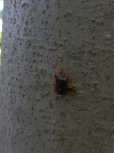 Forest Bug