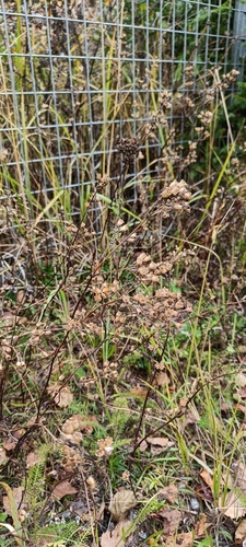 Sticky Catchfly