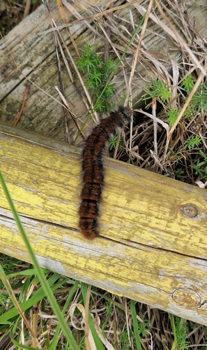 Fox Moth