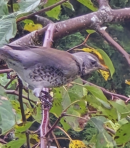 Fieldfare