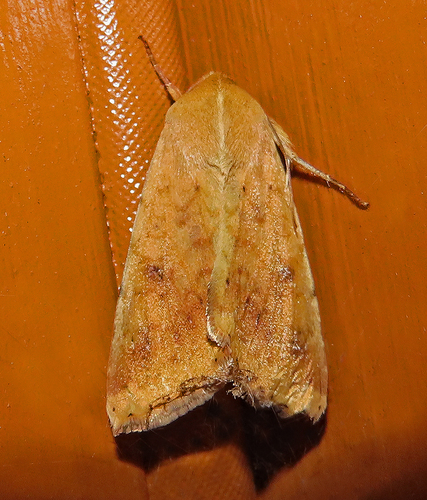Corn Earworm Moth