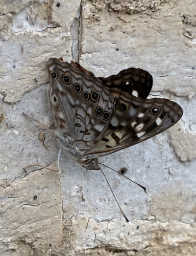 Hackberry Emperor