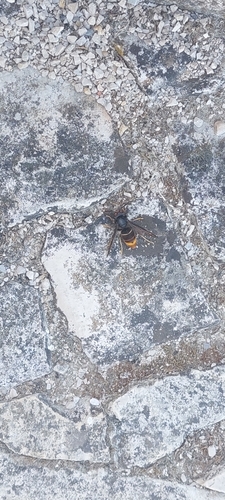 Yellow-legged Hornet
