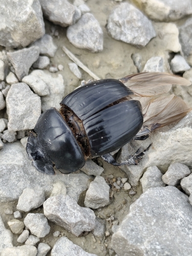 Copris lunaris