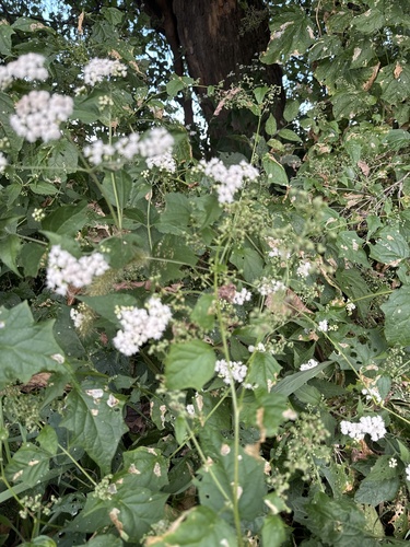 white snakeroot
