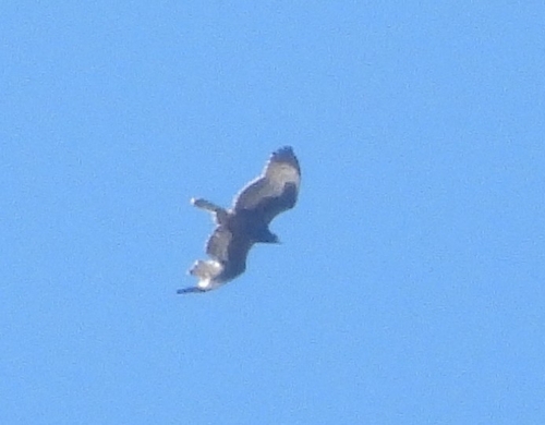European Honey-buzzard