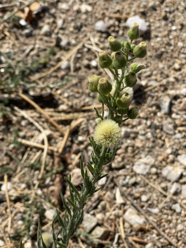 Flax-leaved Horseweed