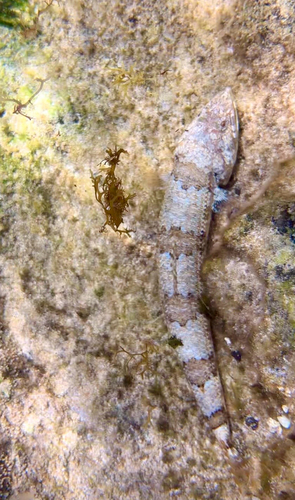 Red Lizardfish