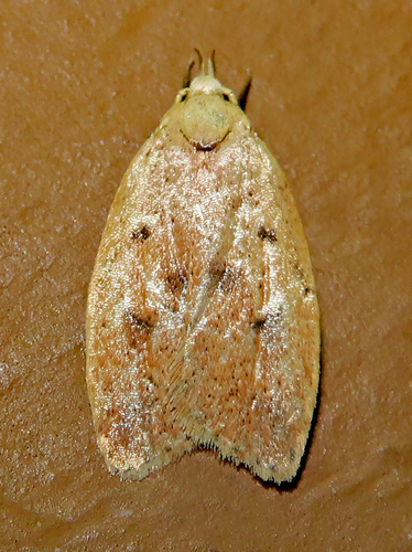 Gold-striped Leaftier Moth