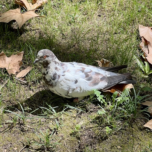 Feral Pigeon