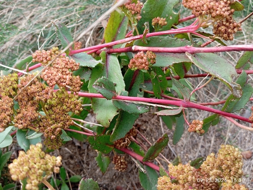Great Stonecrop