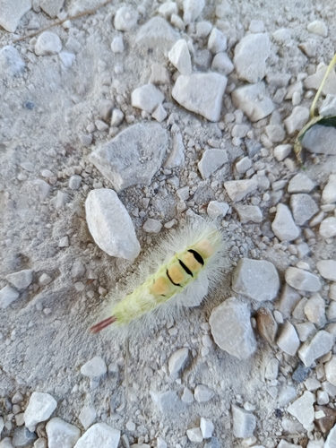 Pale Tussock Moth