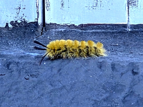 Banded Tussock Moth