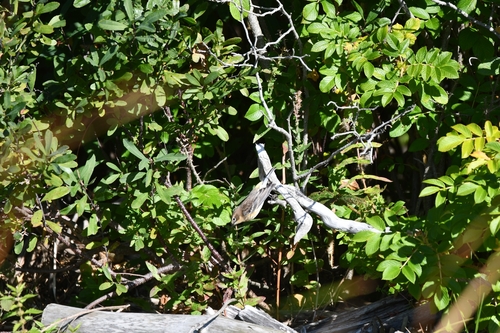 Yellow-rumped Warbler