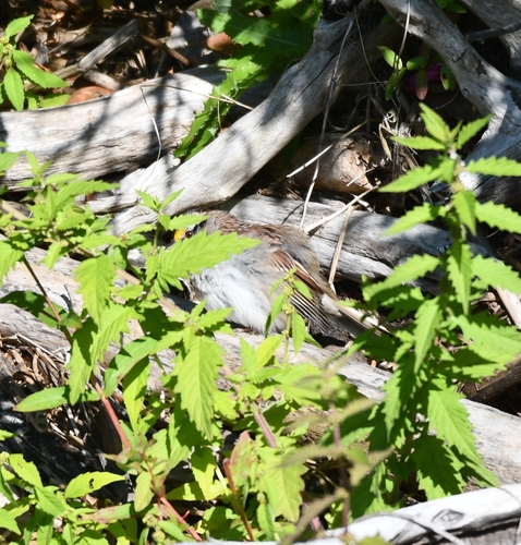 White-throated Sparrow
