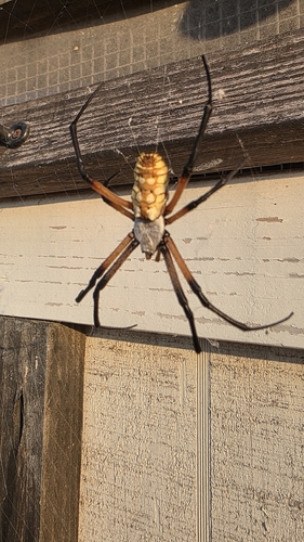 Yellow Garden Spider