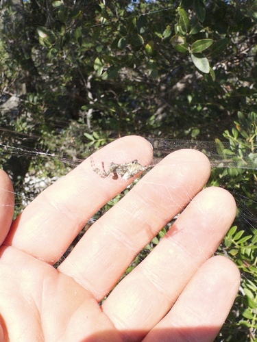 Tropical Tent-web Spider