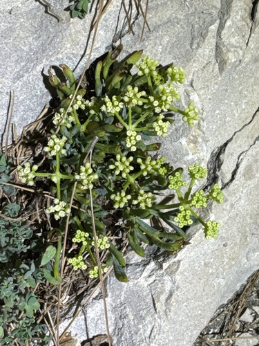 rock samphire