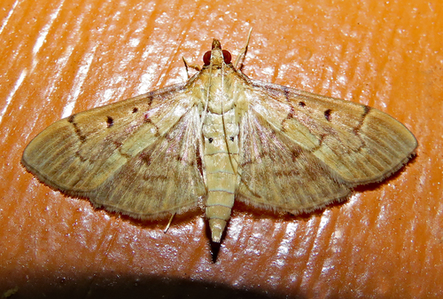 Southern Beet Webworm Moth