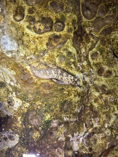 Rusty Blenny