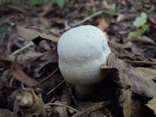 Yellow Stainer