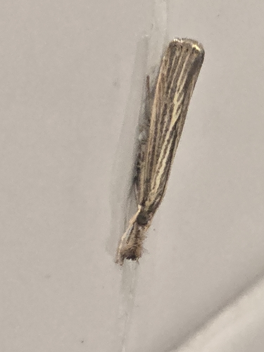 Vagabond Sod Webworm Moth