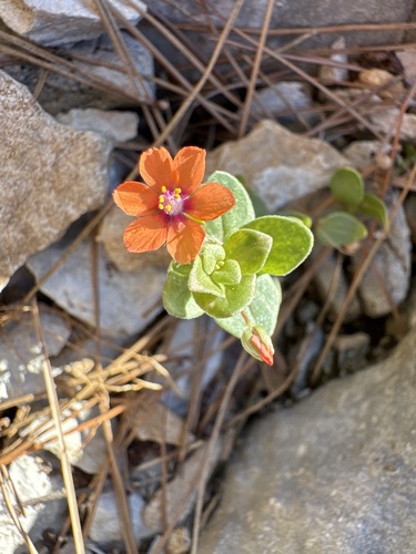 scarlet pimpernel