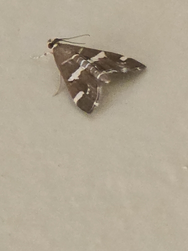 Hawaiian Beet Webworm Moth