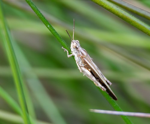 Puissant's Green-winged Grasshopper