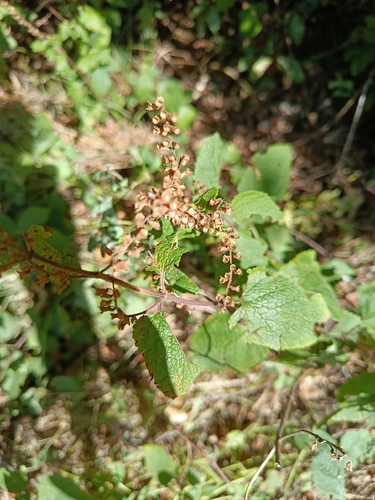 woodland germander