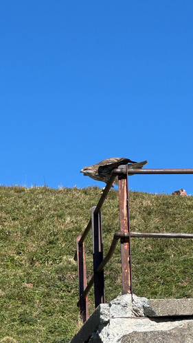 Common Buzzard