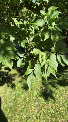 box elder