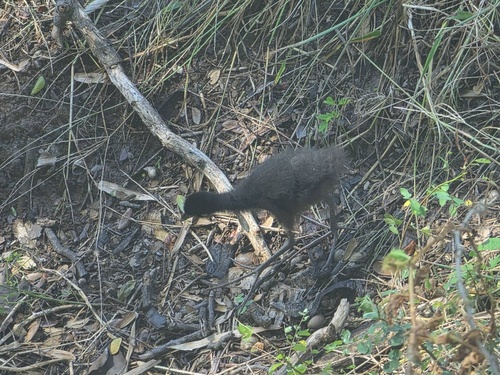 White-breasted Waterhen