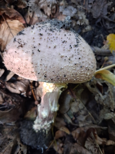 Freckled Dapperling