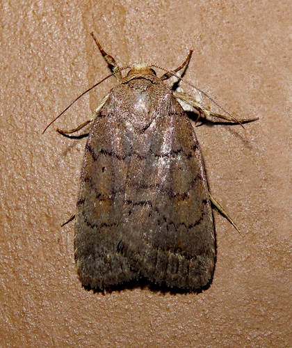 Slowpoke Moth