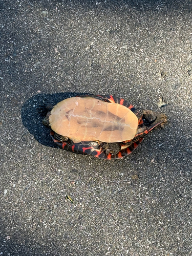 Painted Turtle