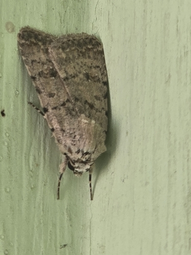 Pale Mottled Willow Moth