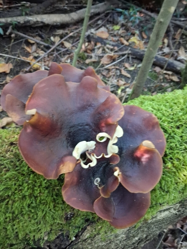 Bay Polypore