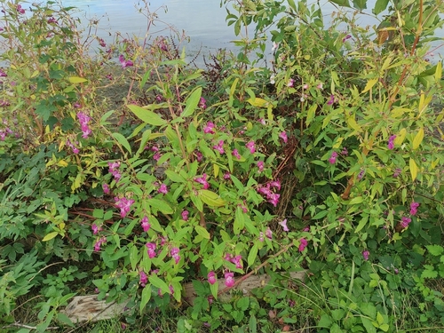 Himalayan balsam