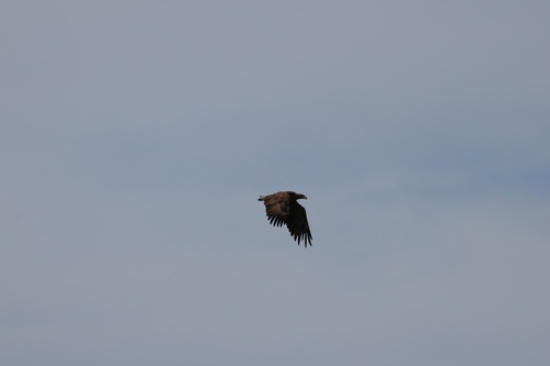 White-tailed Eagle
