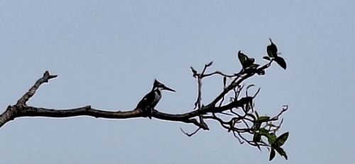 Pied Kingfisher