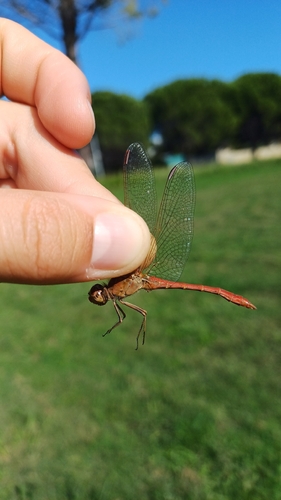 Southern Darter