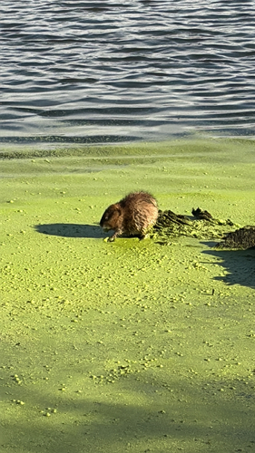 Muskrat