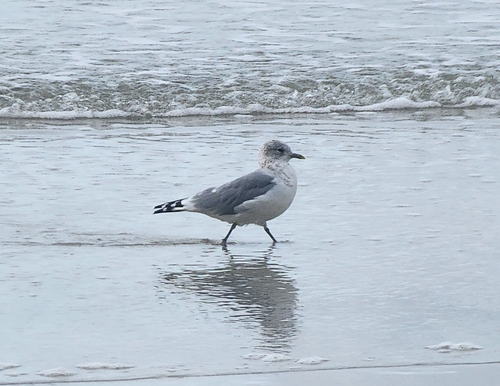 Common Gull
